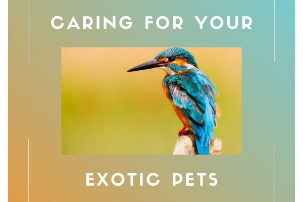 Reasons You Should Take Your Exotic Birds And Pets To A Veterinarian