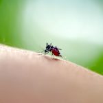 Insects That Can Cause Allergic Reactions